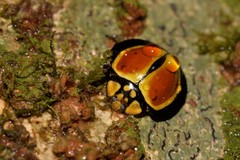 Australoneda bourgeoisi