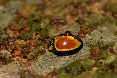 Australoneda bourgeoisi