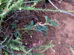 Indigofera alternans