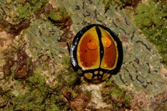 Australoneda bourgeoisi