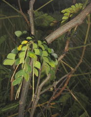 Albizia adianthifolia adianthifolia