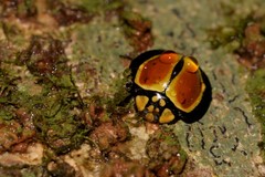 Australoneda bourgeoisi