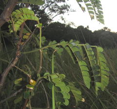 Albizia adianthifolia adianthifolia