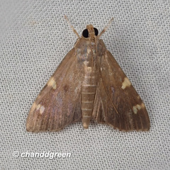 Rehimena