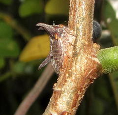 Albizia adianthifolia adianthifolia