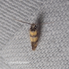 Promalactis lobatifera