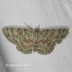 Ophthalmitis herbidaria
