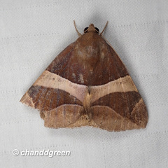 Bastilla fulvotaenia
