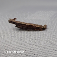 Hypatima spathota