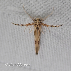 Stathmopoda stimulata
