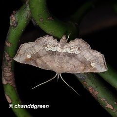 Throana pectinifer