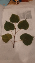 Tilia cordata