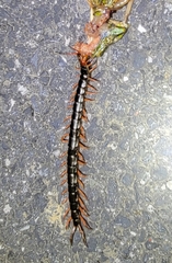 Scolopendra mutilans