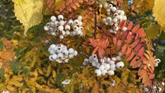 Sorbus cashmiriana