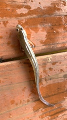 Gobionellus oceanicus