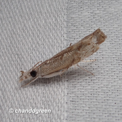 Culladia hastiferalis