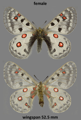 Parnassius