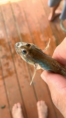 Gobionellus oceanicus