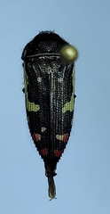 Acmaeodera amabilis