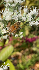 Apis mellifera