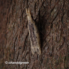 Dichomeris ochthophora