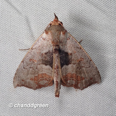 Hyperlopha compactilis