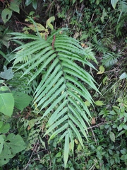 Menisciopsis penangiana
