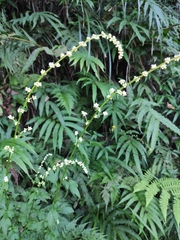 Artemisia lactiflora