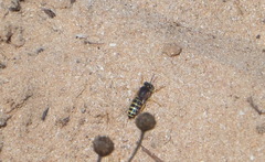 Bembix oculata