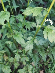 Artemisia lactiflora