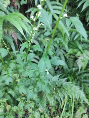 Artemisia lactiflora