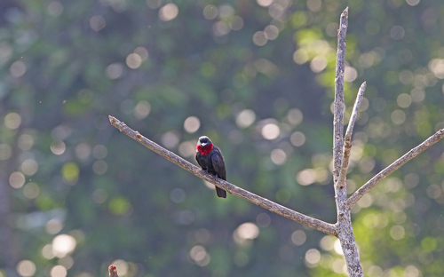 Purple-throated Fruitcrow