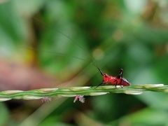 Conocephalus melaenus