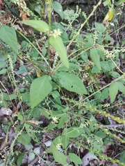 Achyranthes bidentata