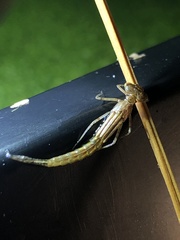 Ischnura posita