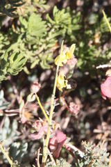 Wiborgia