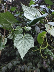 Vitis chunganensis