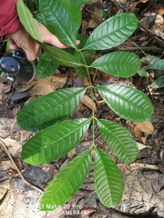 Strophanthus caudatus