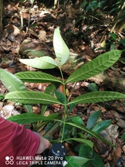 Strophanthus caudatus