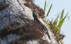 Uracentron flaviceps