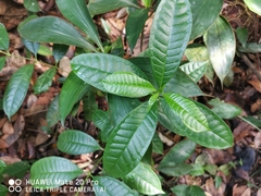 Strophanthus caudatus
