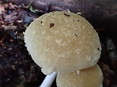 Psathyrella spintrigera