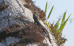 Uracentron flaviceps