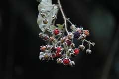 Rubus tephrodes