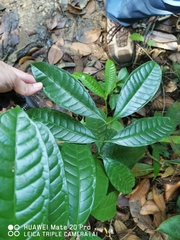 Strophanthus caudatus