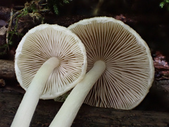 Psathyrella spintrigera