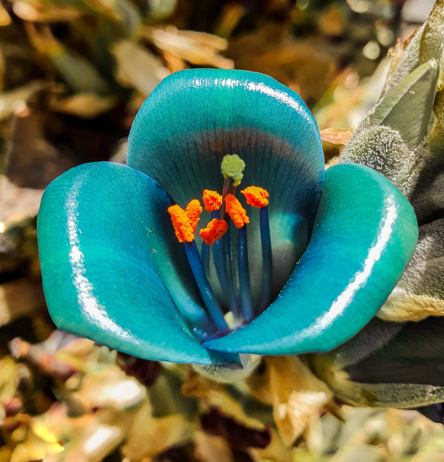 Sapphire tower (Puya alpestris) · iNaturalist