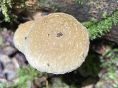 Psathyrella spintrigera