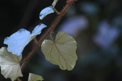 Rubus tephrodes