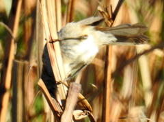 Acrocephalus scirpaceus baeticatus